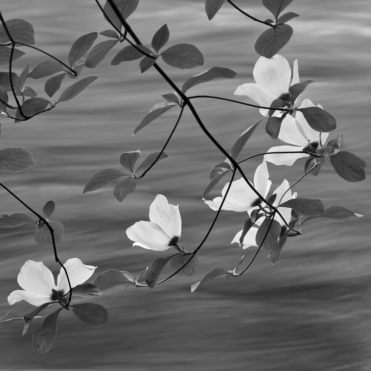 Dogwoods on the Merced