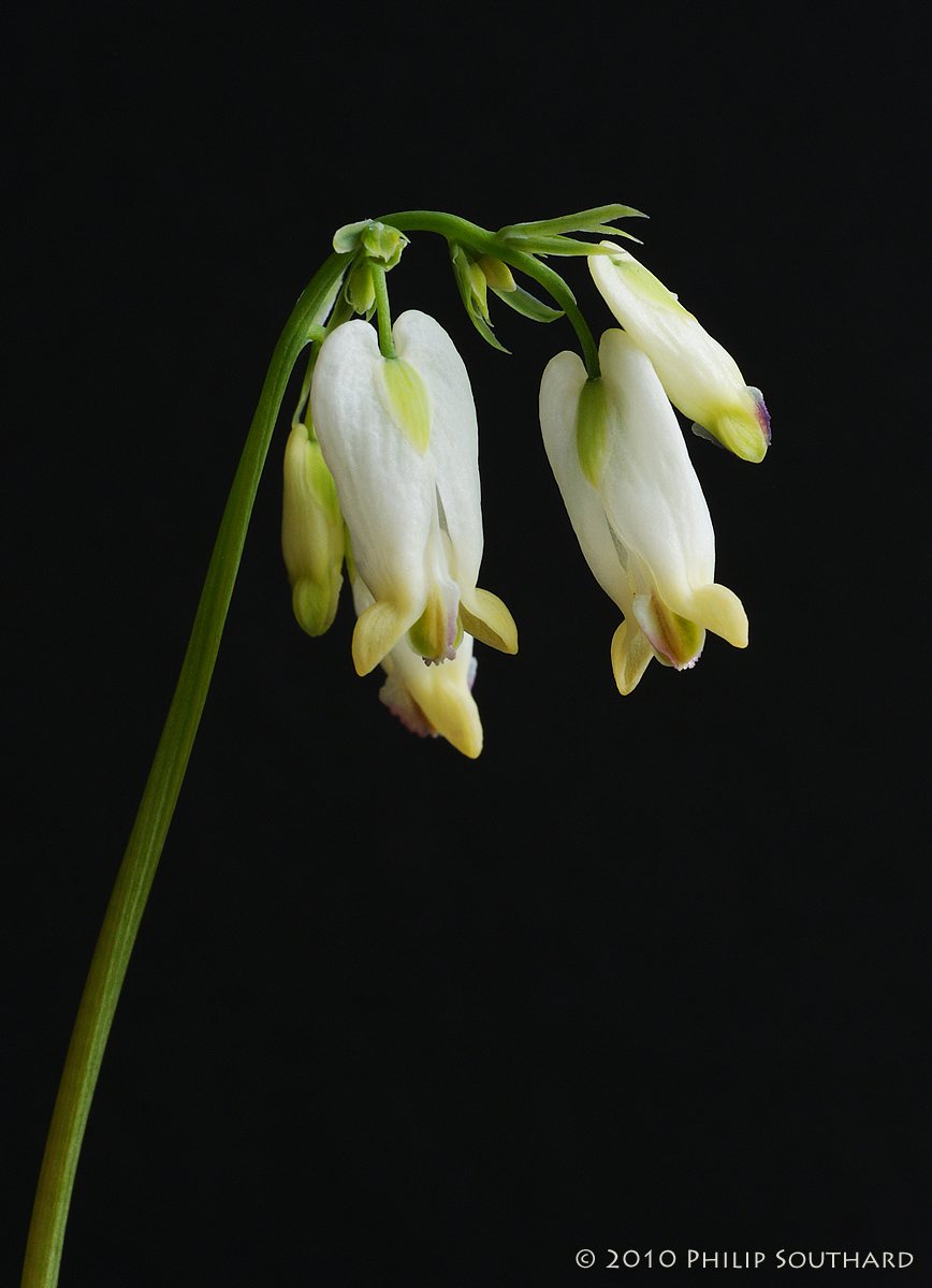 Bleeding Heart
