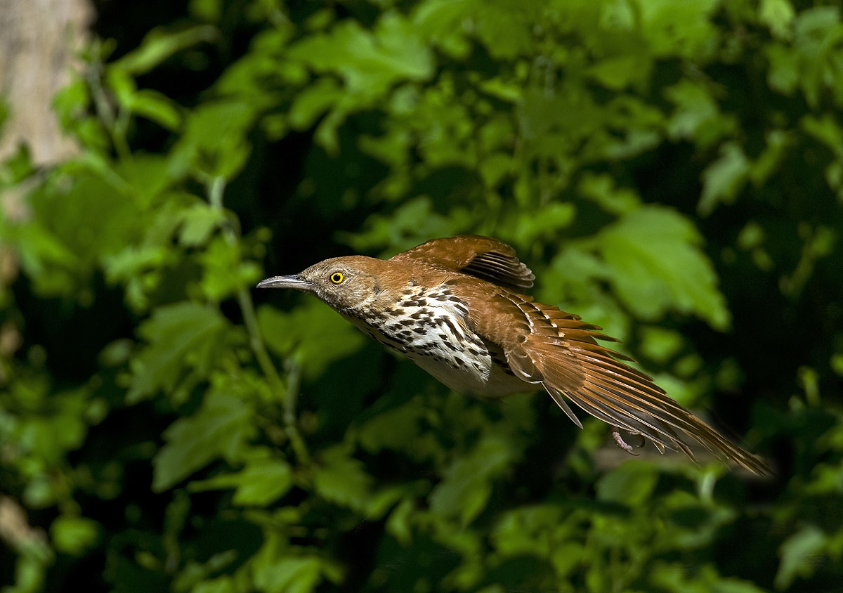 Brown Thrasher