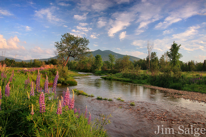 Cherry Mountain Lupines