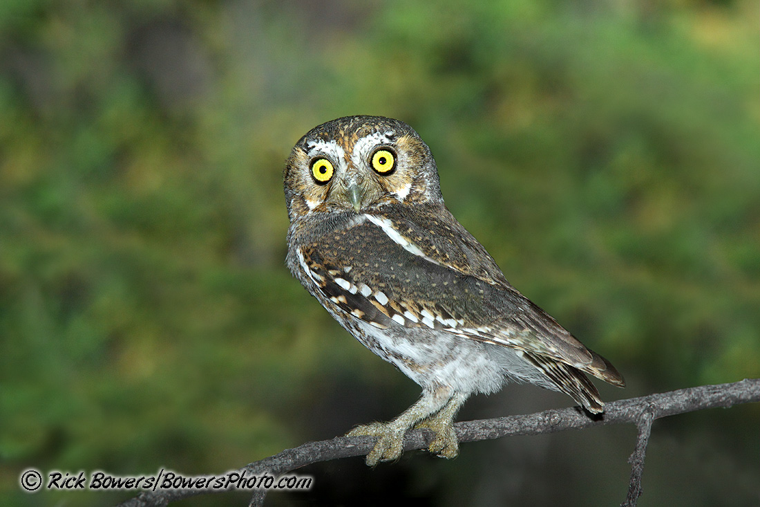 Elf Owl