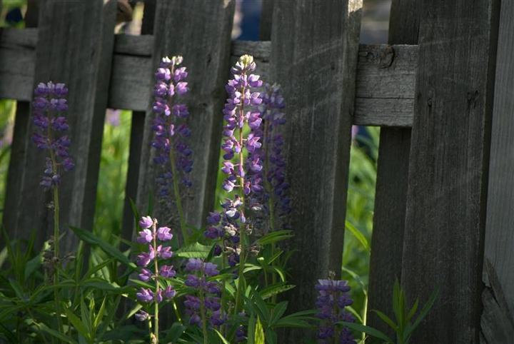Backyard Lupine