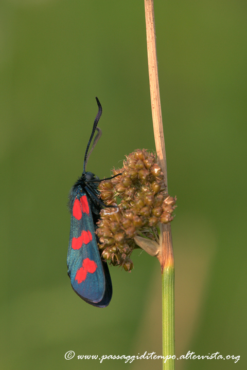 Zygaena lonicerae