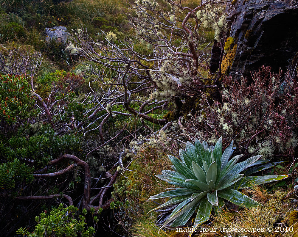 Alpine Garden