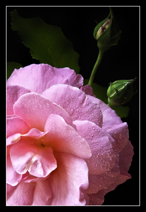 Pretty in Pink...