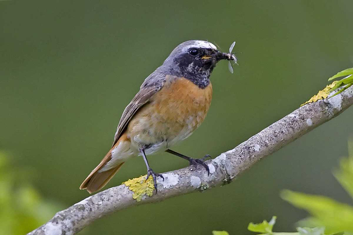Redstart with lunch