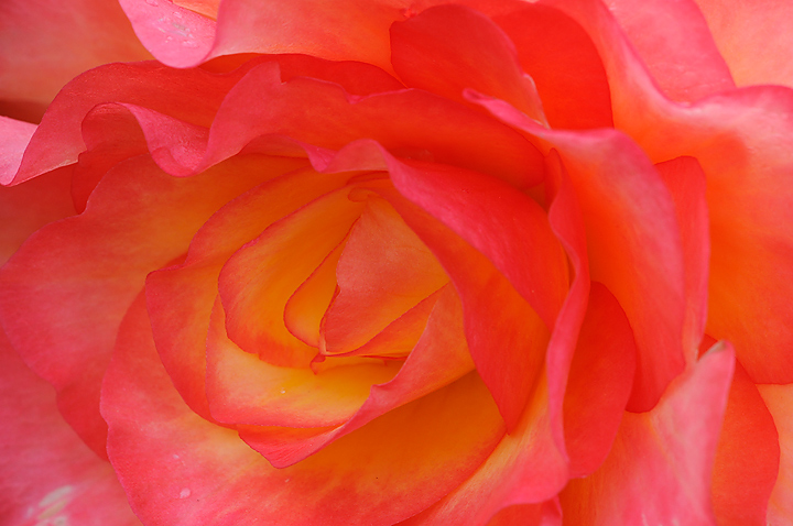 Begonia Delight
