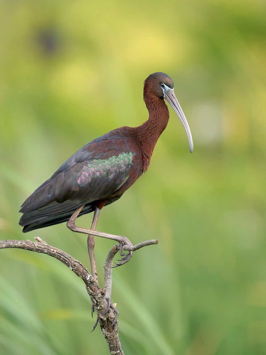 Glossy Ibis