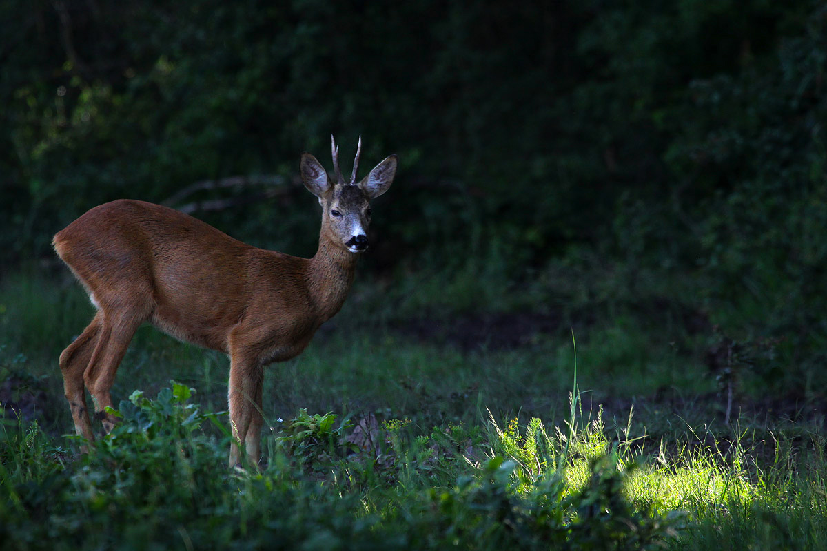 Roebuck + repost