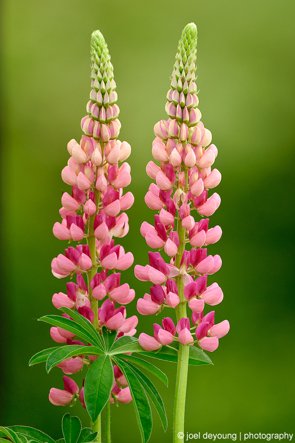 500 Lupin (w/ Repost)