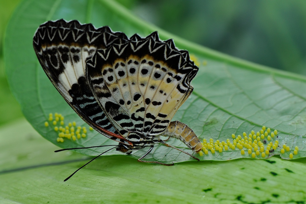 butterfly yoga