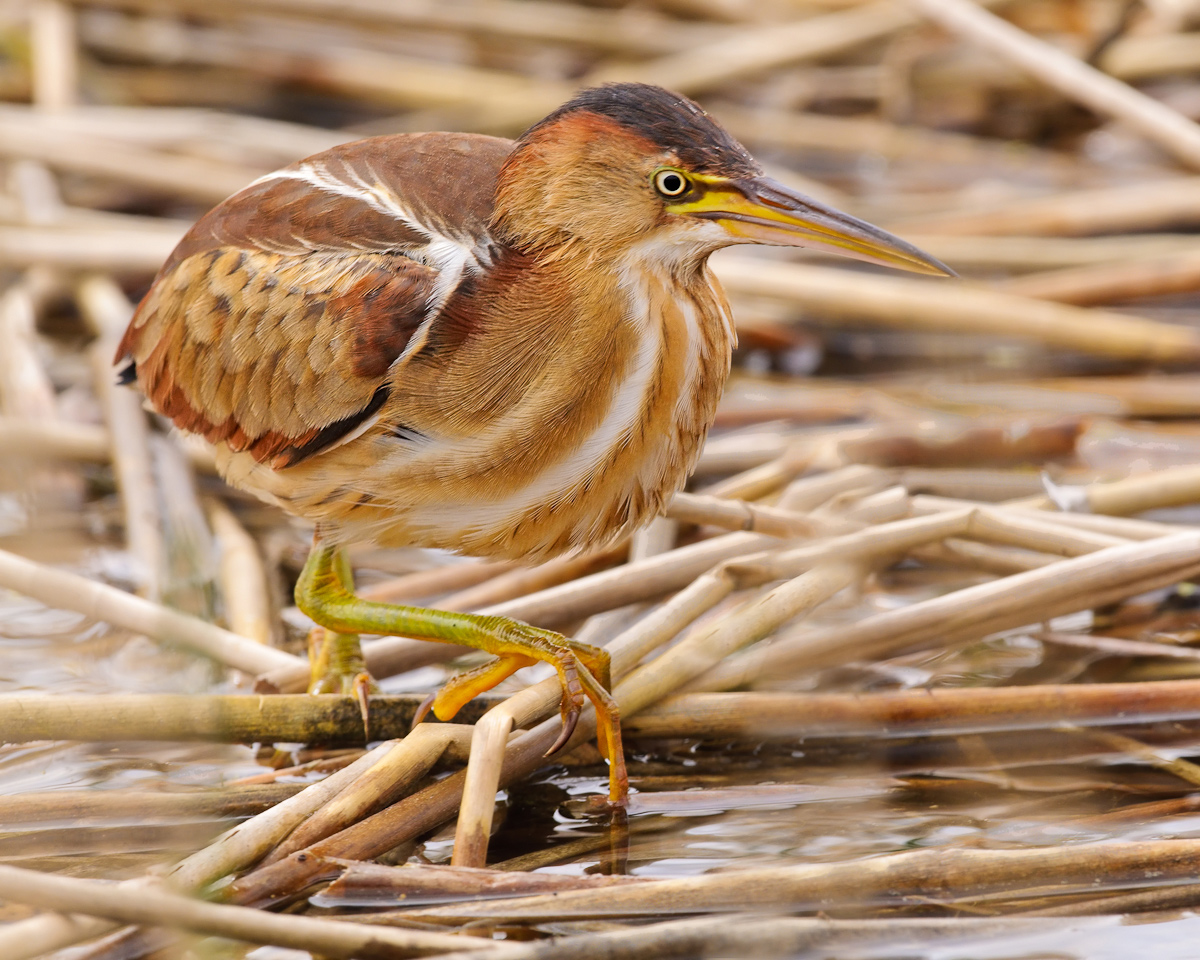 Least Bittern