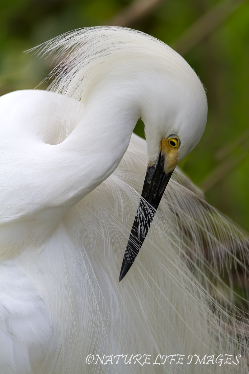 Preen