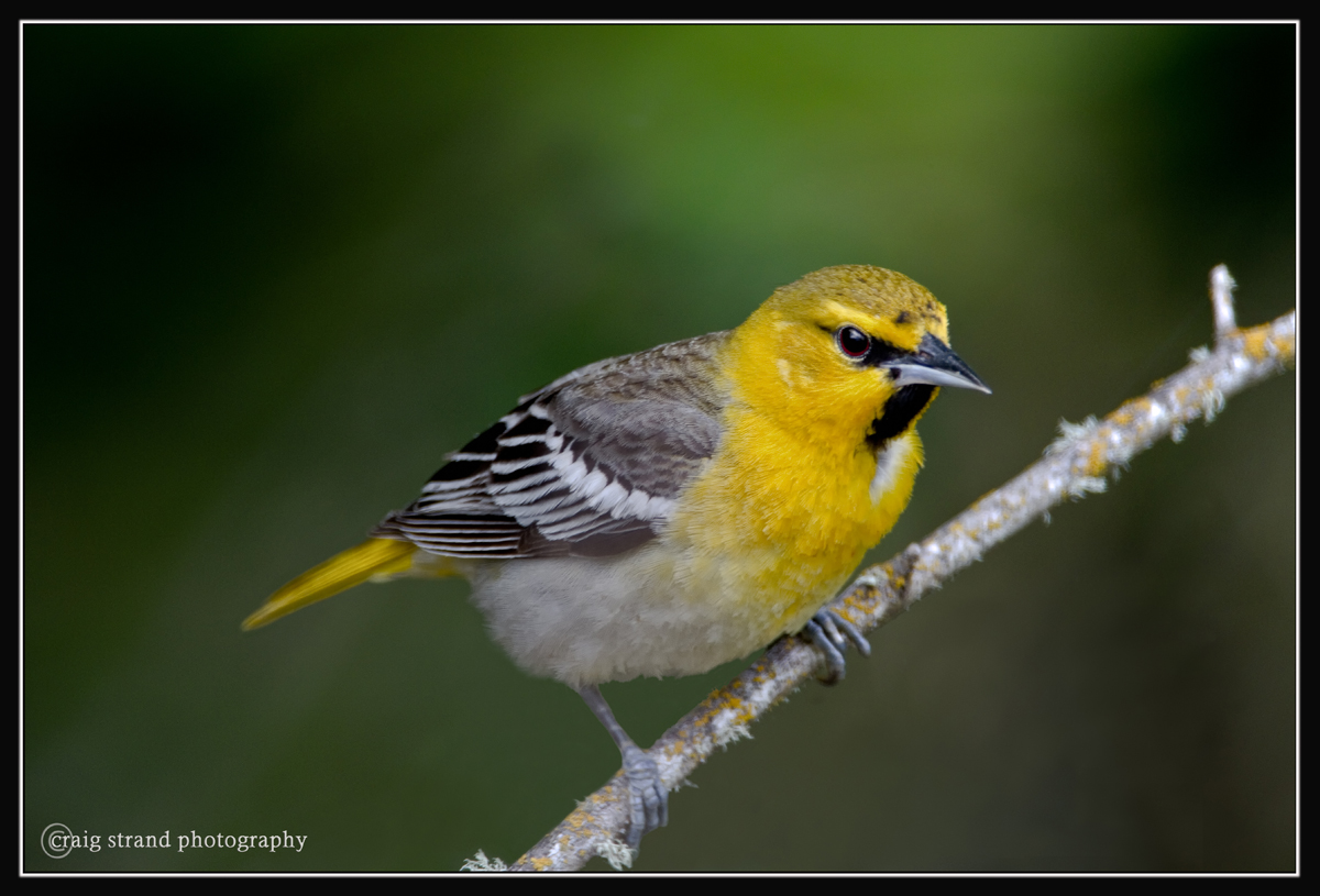 Bullock's Oriole