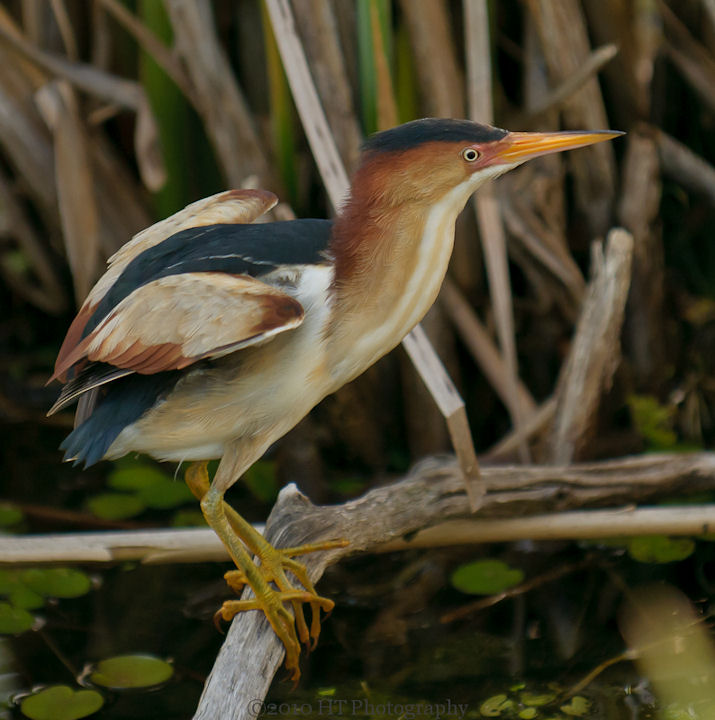Least Bittern
