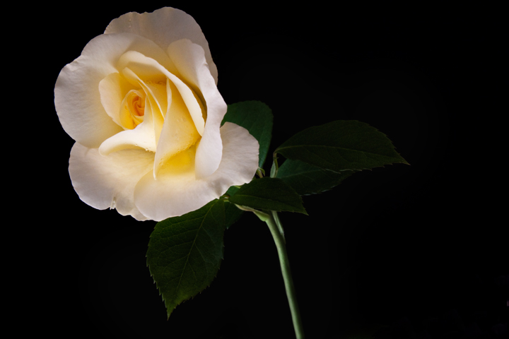 To a Wild Rose & repost