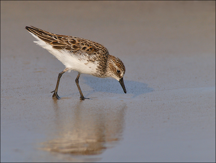 Least Sandpiper (?)