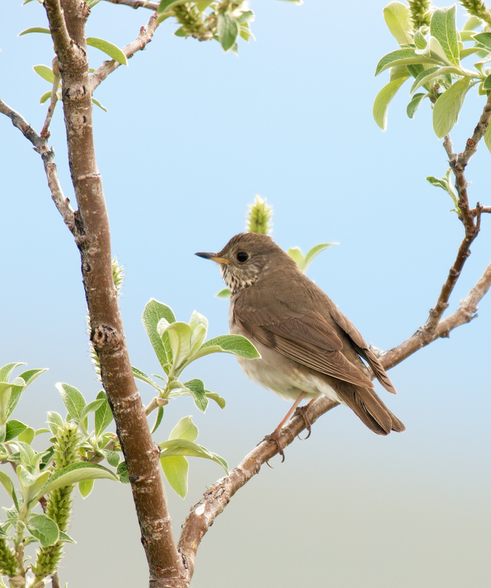 Grey-cheeked Thrush