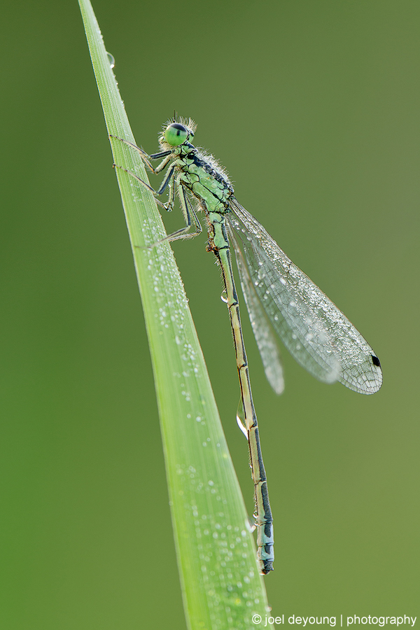 Damselfly on grass