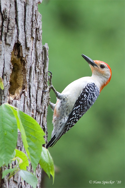 Red-bellied Woodpecker