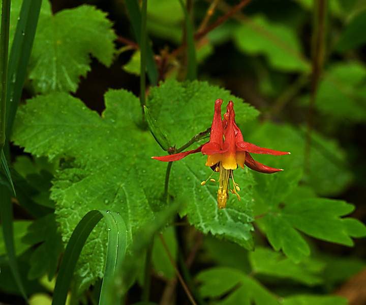 Red Columbine