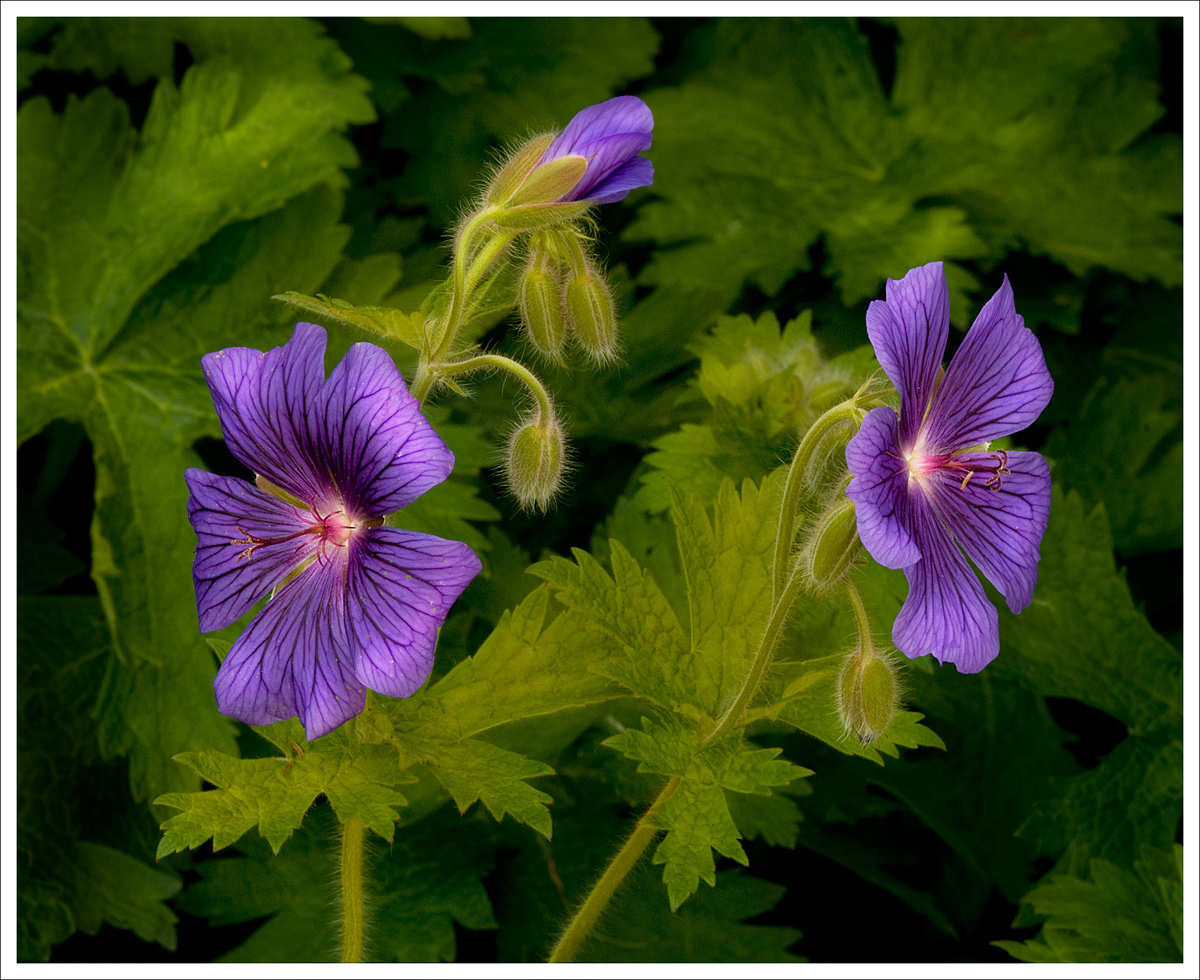 Geranium 'Magnificum'