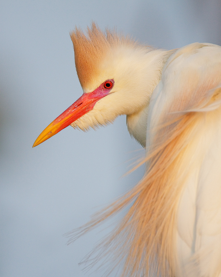 Cattle Egret (w/Repost)