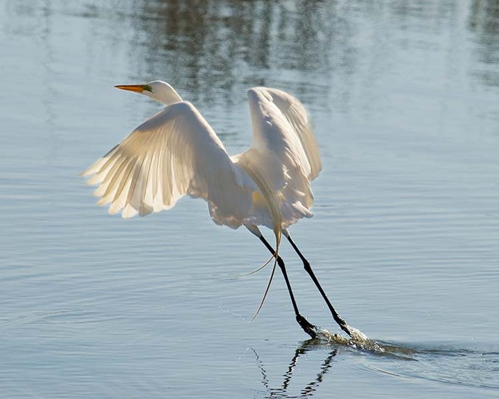 Great Egret Takeoff