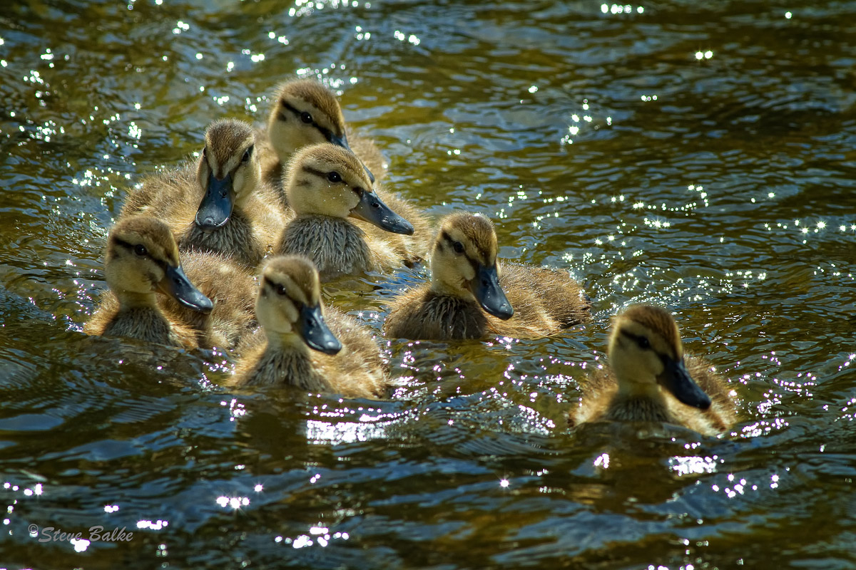 Mallard Ducklings