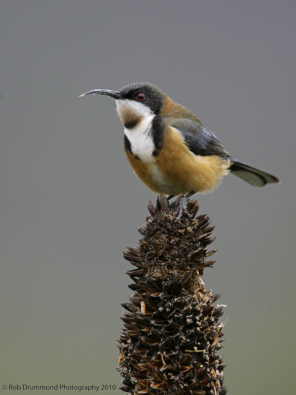 Eastern Spinebill