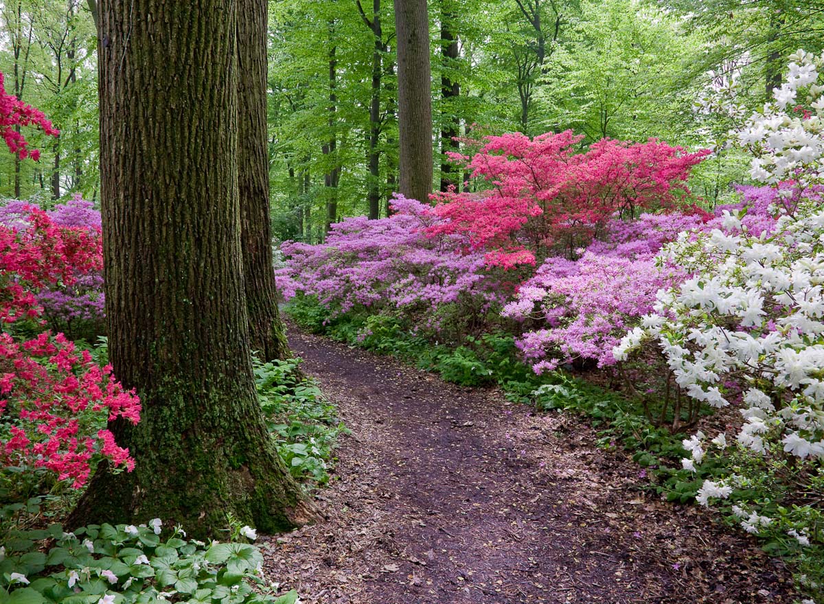 WC# 436 Colorful Pathway