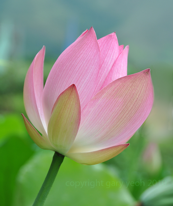 Lotus
