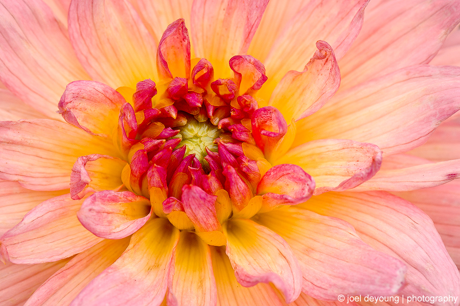 Flower Close up