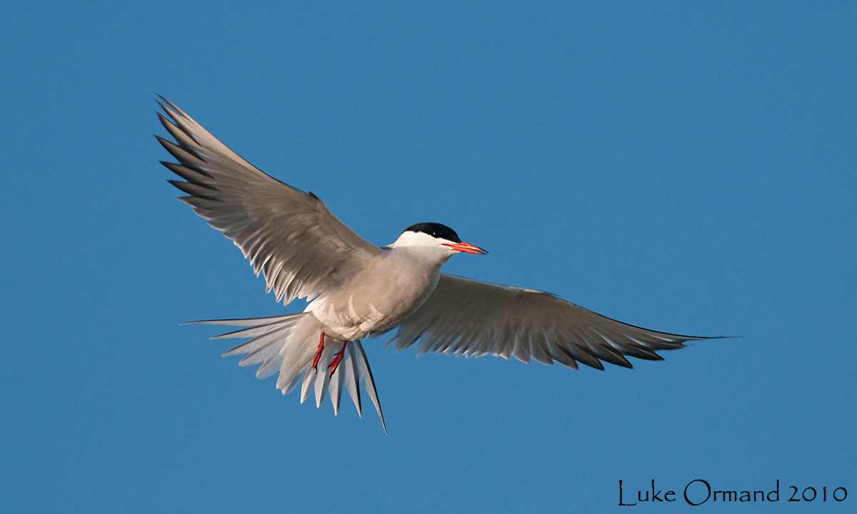 Fly Fly Away
