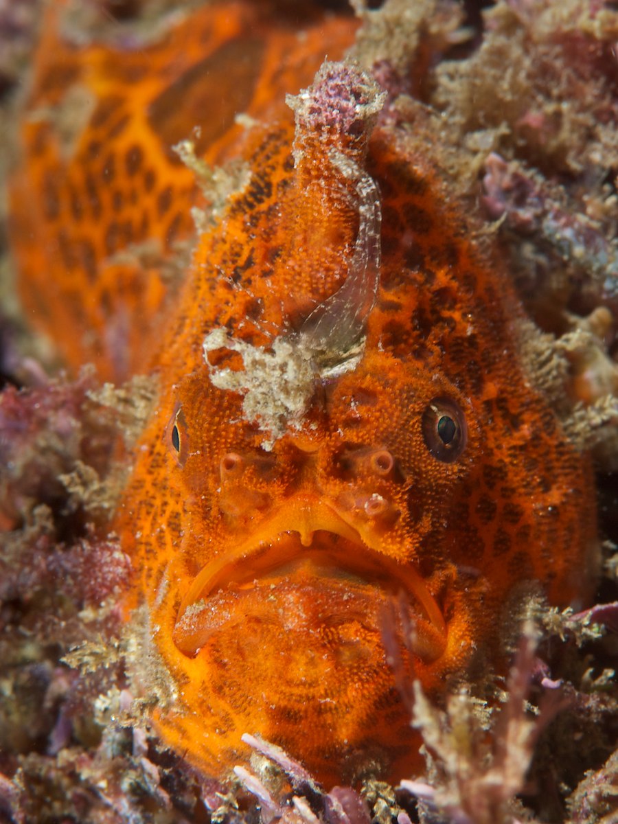 Frogfish