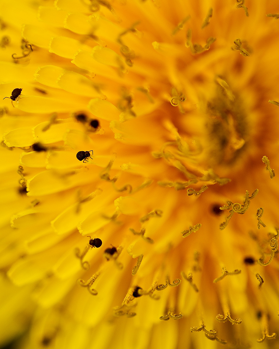 Dandelion and friends