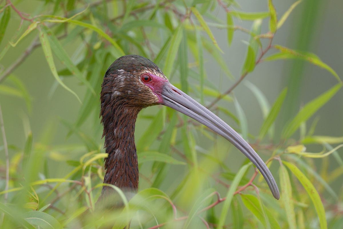 White-faced Ibis