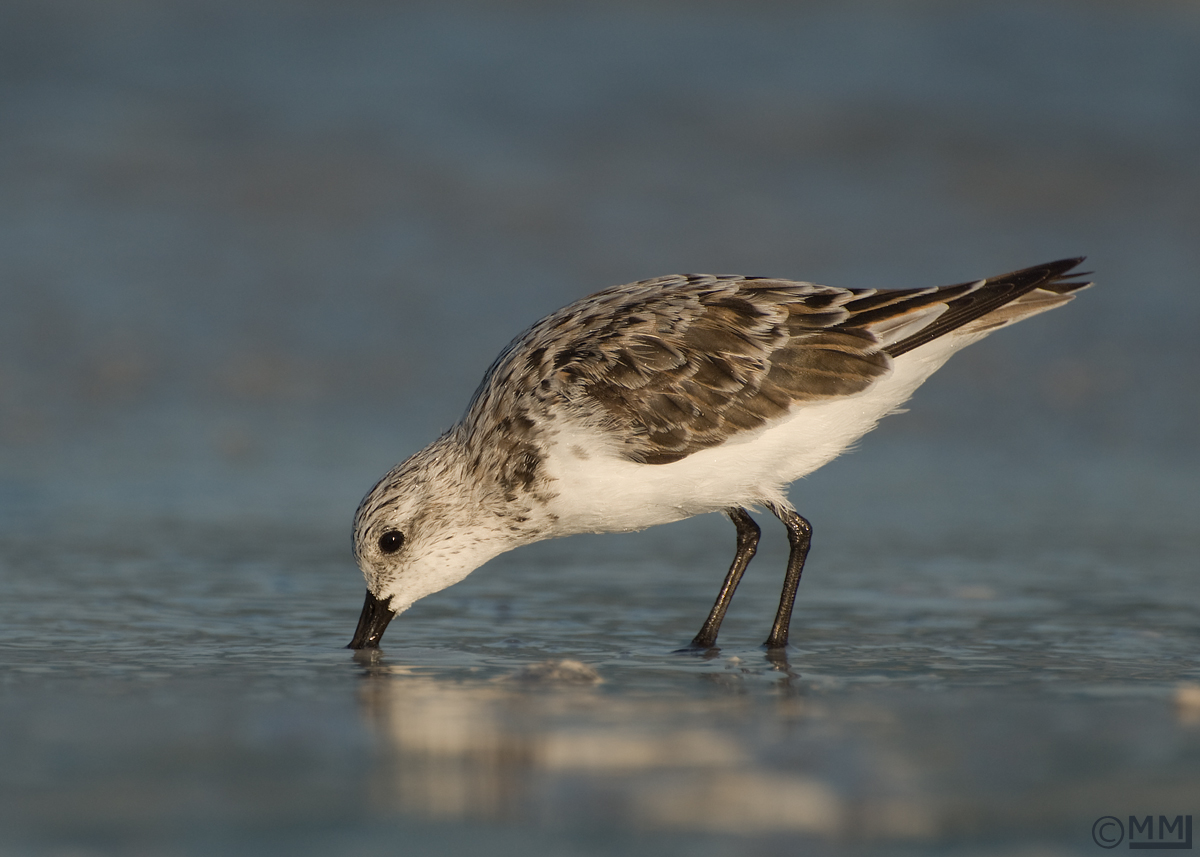Sanderling