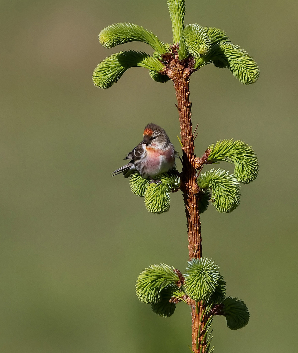 Lesser Redpoll 