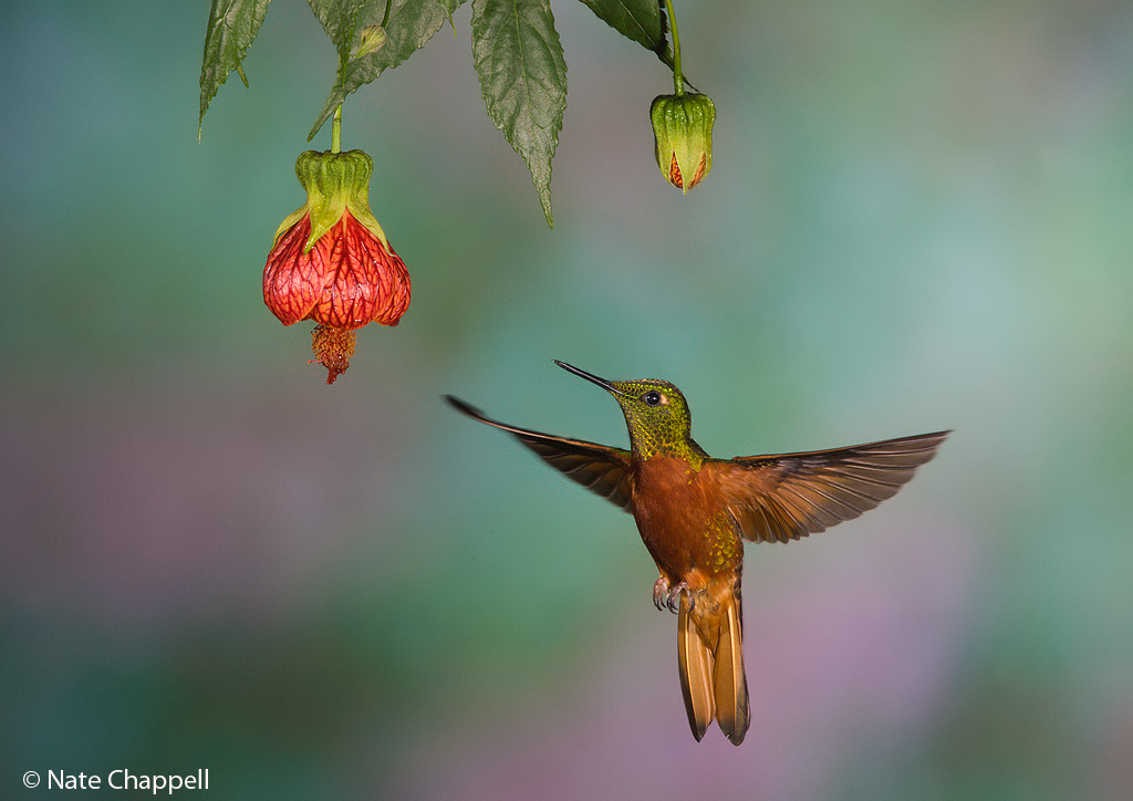 Chestnut-breastedCoronet