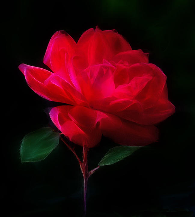 Rose
