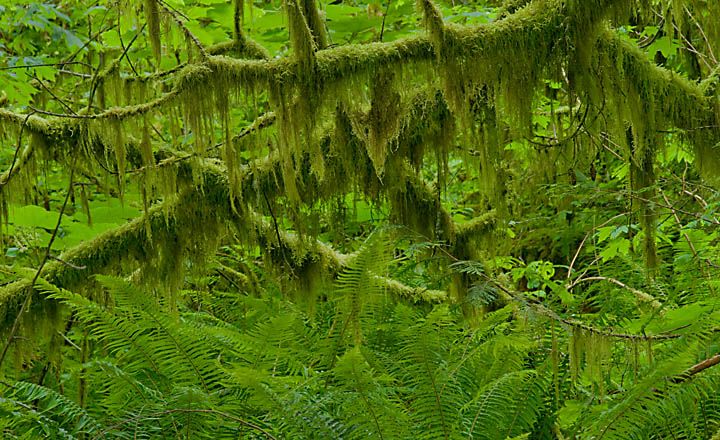 The Green