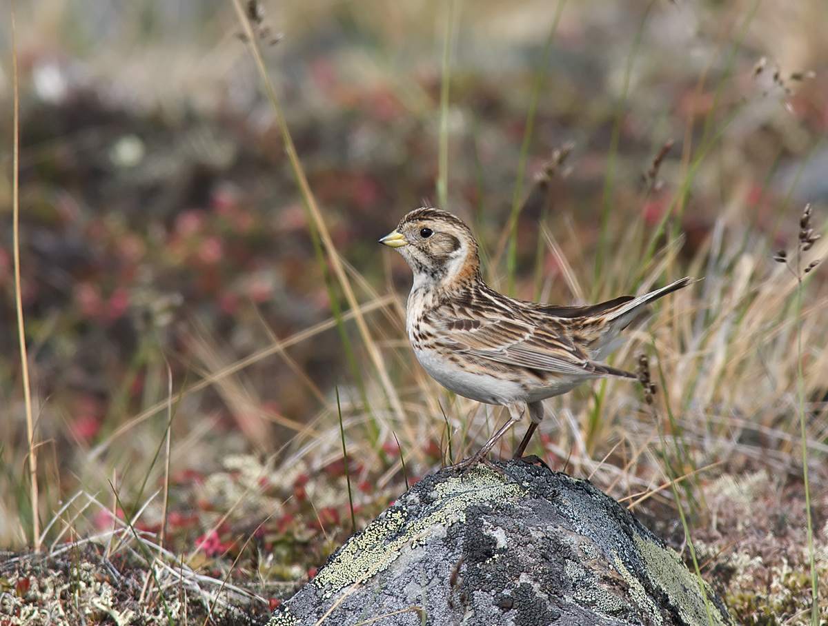 Lapland Longspur Female