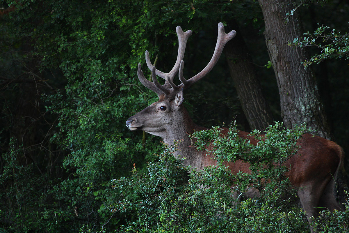Evening Bull
