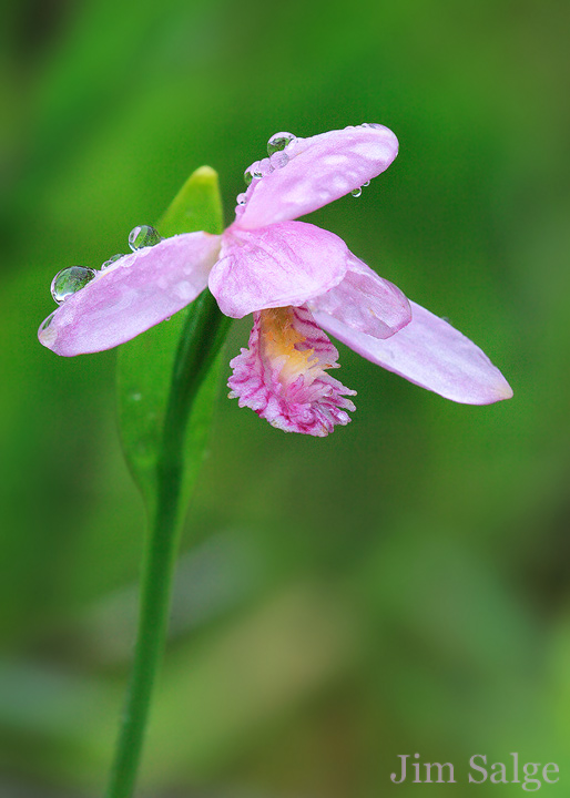 Rose Pogonia Orchid