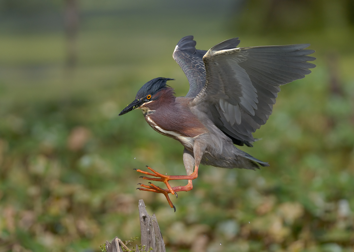 Green Heron