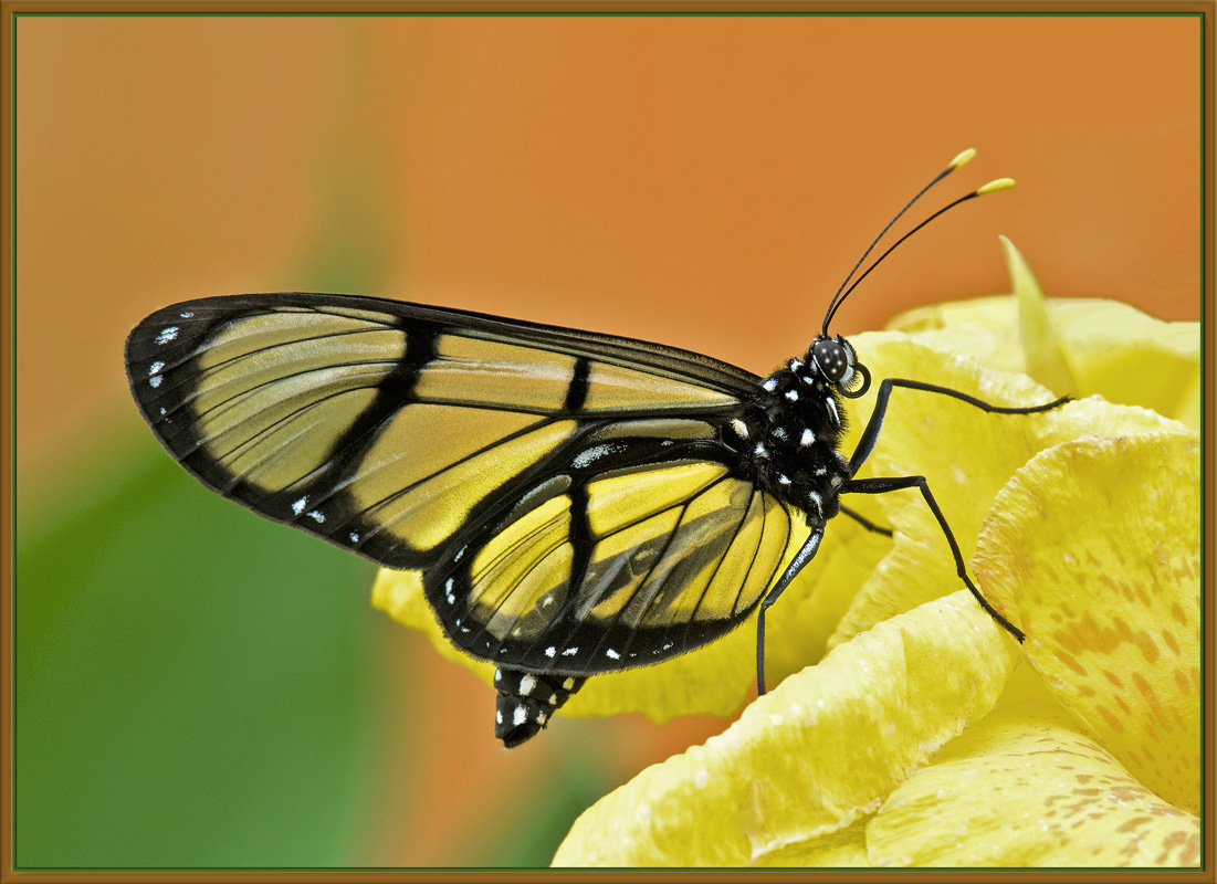 Clearwing