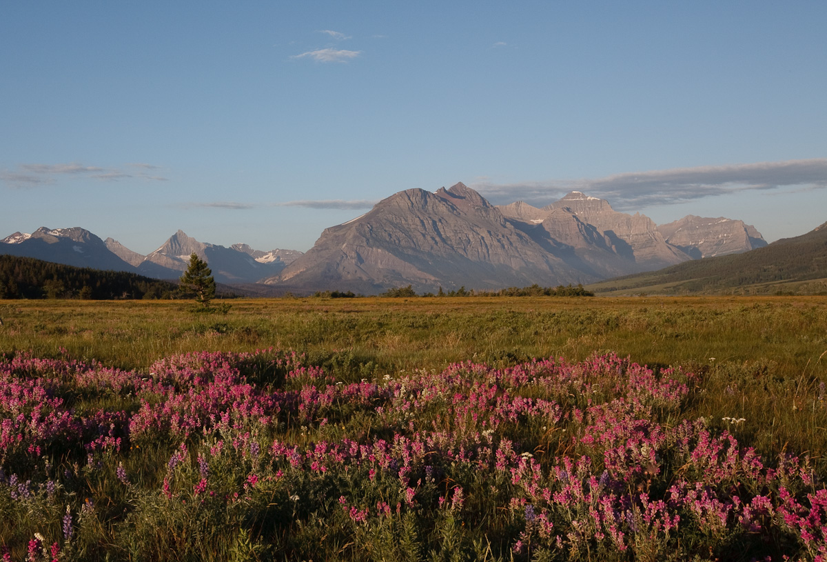 Sunrise Flowers