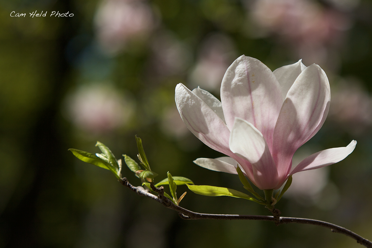 Magnolia Blossom
