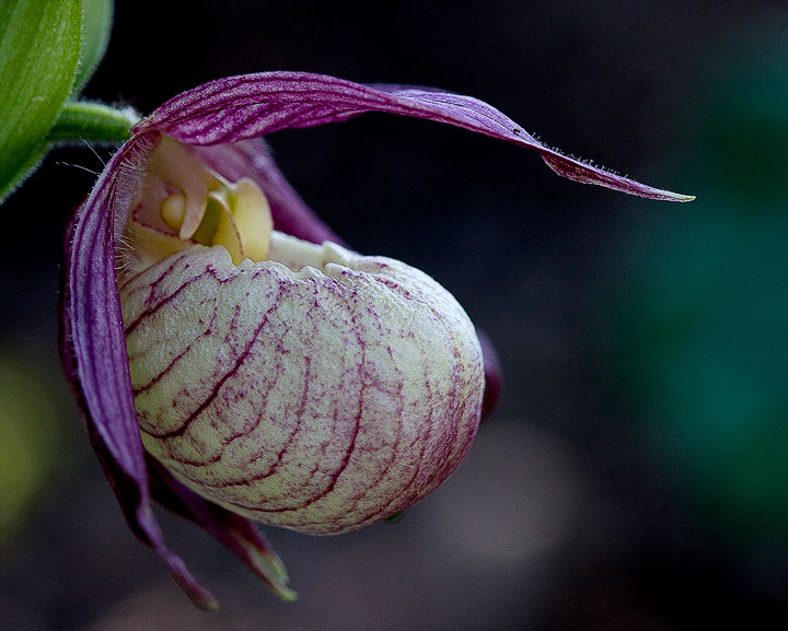 Cypripedium